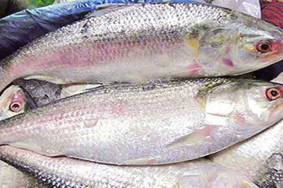 নাগালে নেই ইলিশ, কেজিতে বেড়েছে ৪০০ টাকা