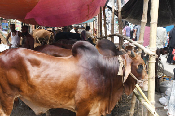 সারাদেশে বসছে ৩৬০০ পশুর হাট