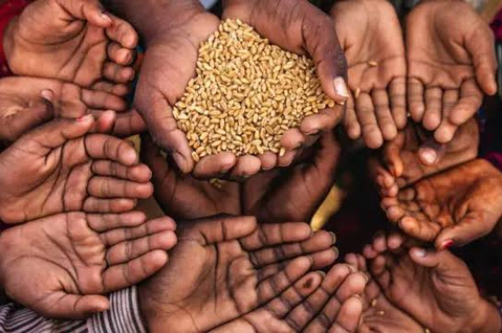 বিশ্ববাজারে বাড়ছে খাদ্যের দাম