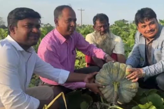 ব্যাংকক মিষ্টি কুমড়ায় দিন ফিরেছে নিদান মিয়ার