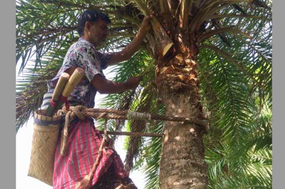 শীতে রস সংগ্রহে ব্যস্ত গাছিরা