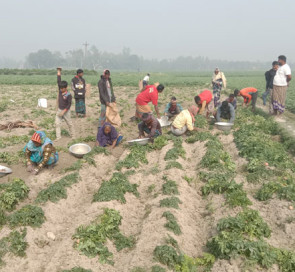 জয়পুরহাটে আগাম জাতের আলুতে লাভবান হচ্ছে কৃষক