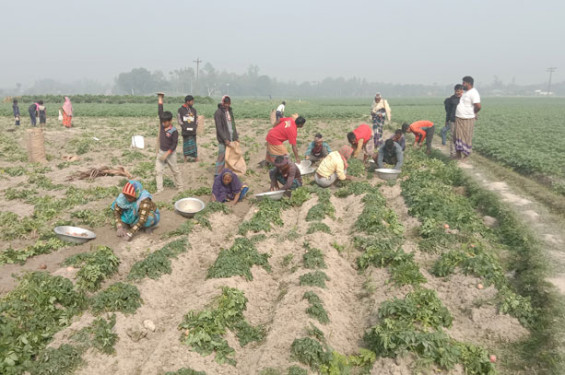 জয়পুরহাটে আগাম জাতের আলুতে লাভবান হচ্ছে কৃষক