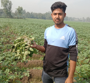 ক্ষেতলালে শত্রুতার জেরে ৫০ শতক জমির আলু গাছ কেটে ফেলেছে দুর্বৃত্তরা