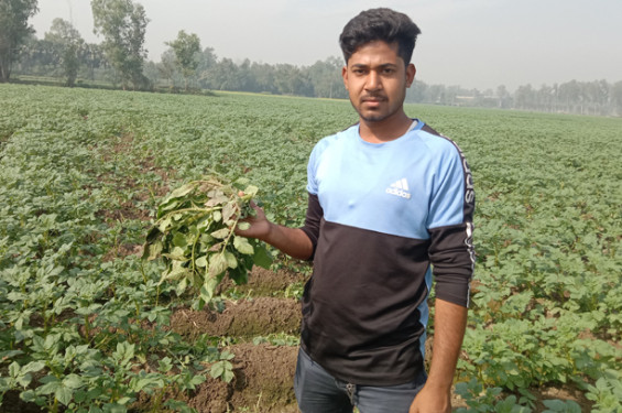 ক্ষেতলালে শত্রুতার জেরে ৫০ শতক জমির আলু গাছ কেটে ফেলেছে দুর্বৃত্তরা