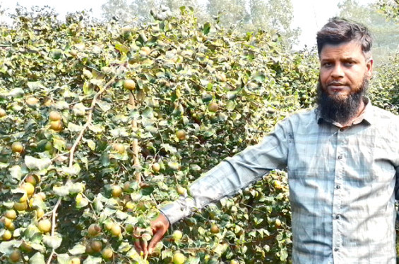 প্রবাসী উদ্যোক্তা জিলানীর কুল চাষে সফলতা
