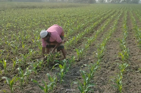 মুখ থুবড়ে পড়েছে জিকে সেচ প্রকল্প