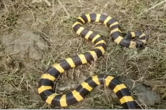পটুয়াখালীতে সাড়ে ৪ ফুট দৈর্ঘ্যের দু'মুখো সাপ উদ্ধার