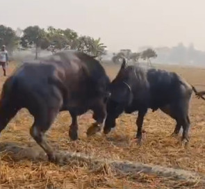 পটুয়াখালীতে গ্রাম বাংলার ঐতিহ্যবাহী মহিষের লড়াই