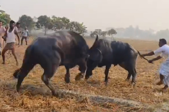 পটুয়াখালীতে গ্রাম বাংলার ঐতিহ্যবাহী মহিষের লড়াই