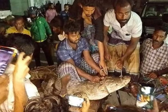 শৈলকুপার গড়াই নদী থেকে কুমির ধরে আনন্দ মিছিল
