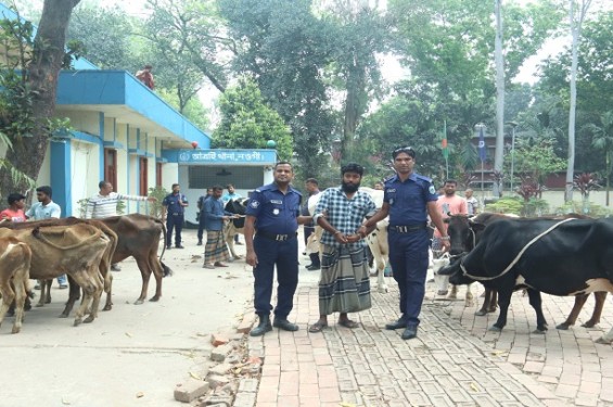 বগুড়ার কাহালুতে বিএনপি নেতার গোয়ালঘরে মিললো ১৩টি চোরাই গরু