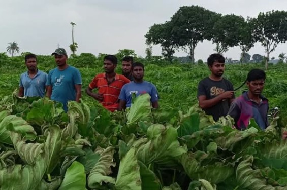 ইটভাটার কালো ধোঁয়ায় পুড়ে গেছে ৫০০ বিঘা জমির ফসল ক্ষতিপুরণের দাবী কৃষকদের