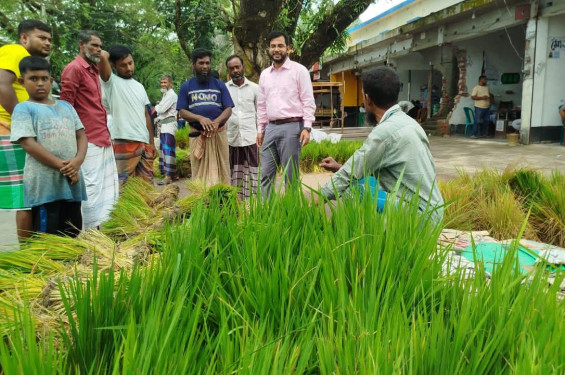 নবীনগরে জমজমাট ধানের চারার হাট