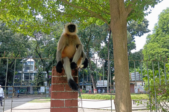 আত্রাইয়ে লোকালয়ে হুনুমান উৎসুক জনতার ভীড়