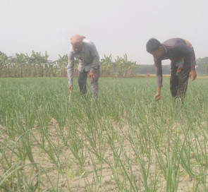 ফরিদপুরে পেঁয়াজ চাষে ব্যস্ত চাষিরা