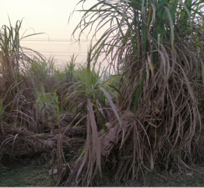 কুষ্টিয়ায় আখ চাষে আগ্রহ হারাছে কৃষক