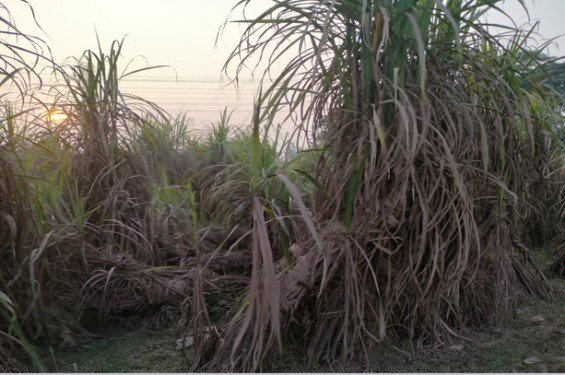 কুষ্টিয়ায় আখ চাষে আগ্রহ হারাছে কৃষক
