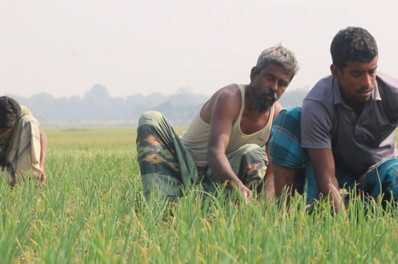 শৈলকুপায় রাসায়নিক সারের সঙ্কট, পেঁয়াজ আবাদে ফলন বিপর্যয়ের শঙ্কা