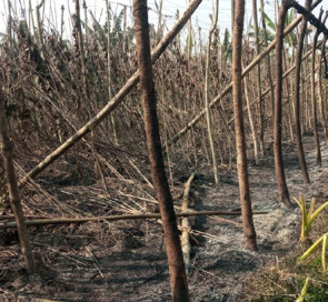 ঝিনাইদহের হরিণাকুন্ডুতে পানের বরজে দুর্বৃত্তদের আগুন