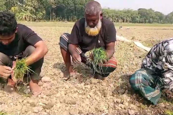 হরিণাকুন্ডুতে পেঁয়াজের চারা রোপনে ব্যস্ত সময় পার করছে চাষিরা