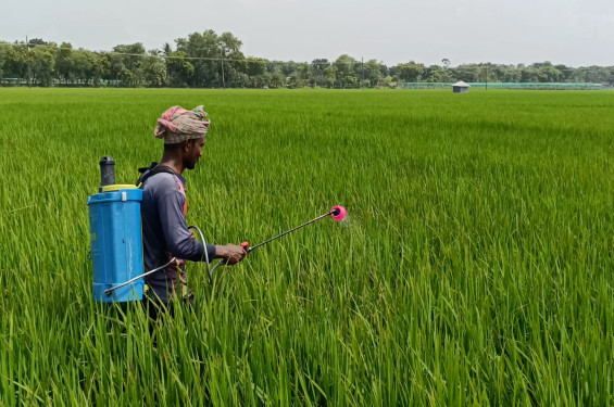 ঝিনাইদহে রোপা আমনে মাজরা পোকার আক্রমণ, দিশেহারা কৃষক