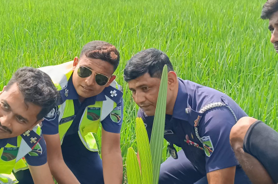 ঝিনাইদহে বজ্রপাত প্রতিরোধ ও পরিবেশের ভারসাম্য রক্ষায় পুলিশের তাল গাছের চারা রোপণ
