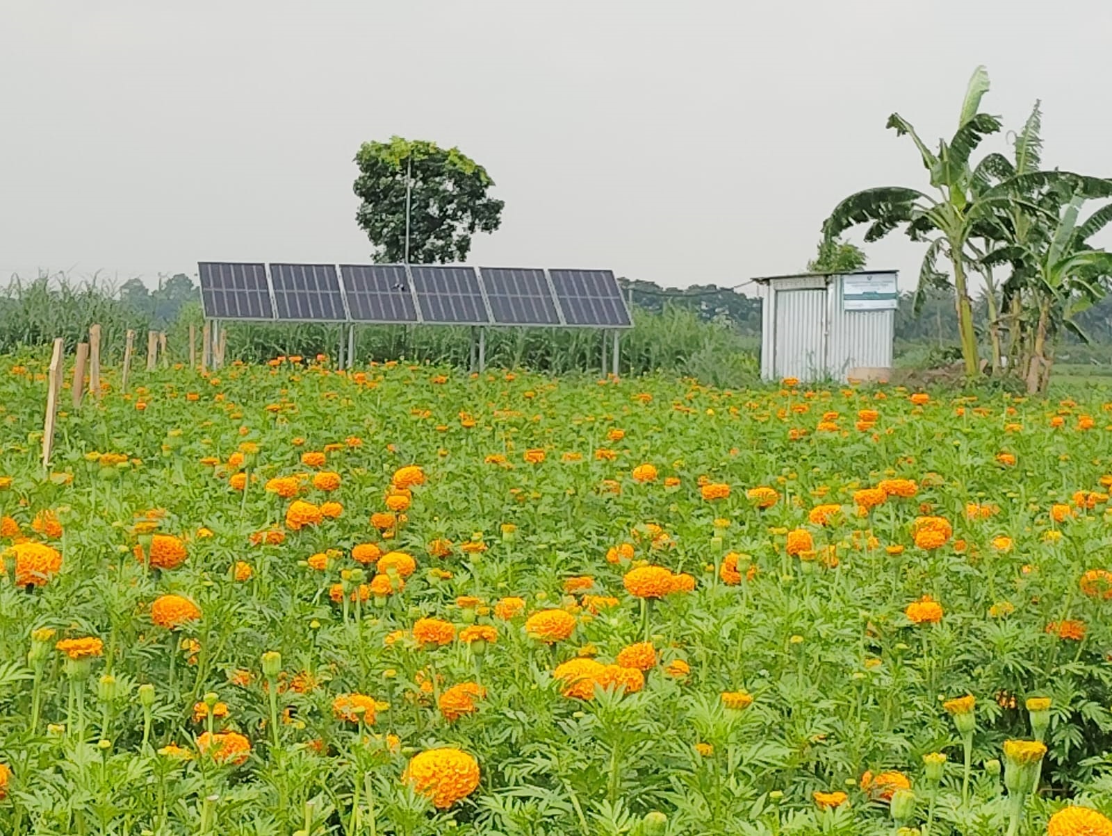 ঝিনাইদহে সৌরশক্তিতে বদলে যাচ্ছে কৃষি, কমছে সেচ খরচ
