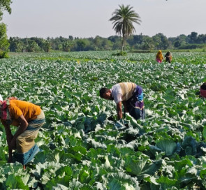 বাঁধাকপির বাম্পার ফলনের আশায় ঝিনাইদহের কৃষকরা