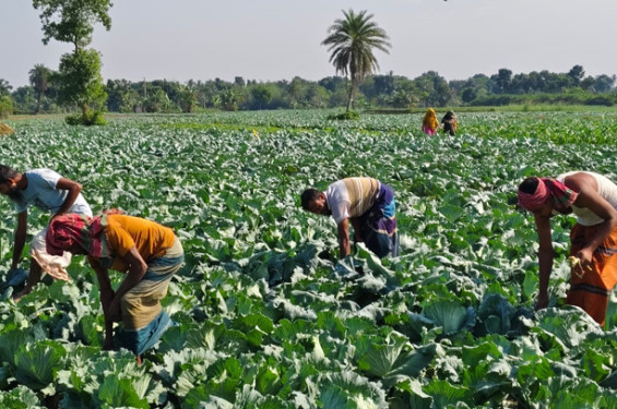 বাঁধাকপির বাম্পার ফলনের আশায় ঝিনাইদহের কৃষকরা