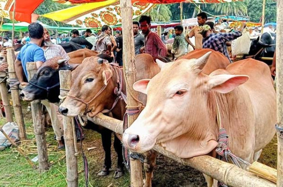 পশুর হাটকে কেন্দ্র করে অনিয়ম বরদাশত করা হবে না