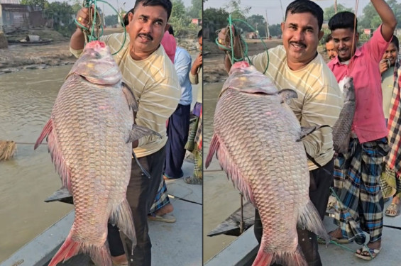 পদ্মার ১৯ কেজির কাতল ৫৩ হাজার টাকায় বিক্রি