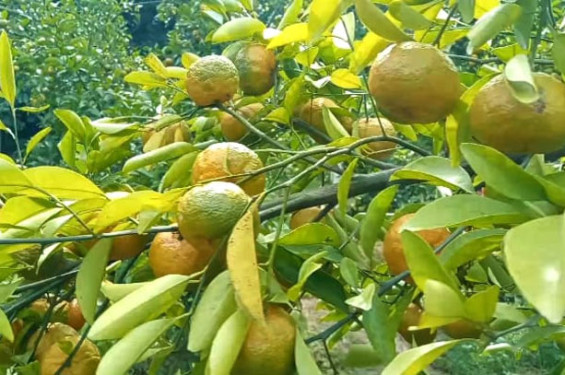 বিজয়নগরে সবুজ পাতার আড়ালে ঝুলছে পাকা রসালো কমলা