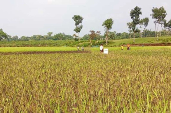 কমলগঞ্জে একই জমিতে ১১ জাতের ধান চাষ