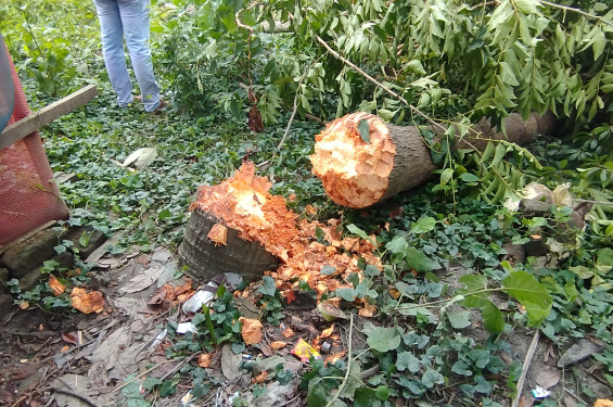 নড়াইলে হিন্দু সম্প্রদায়ের বসতবাড়ি দখল ও গাছ কেটে ফেলার অভিযোগ