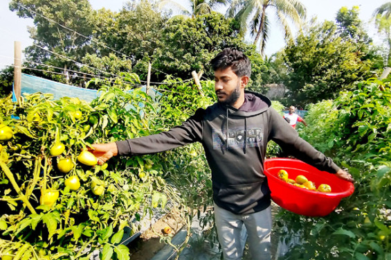 নড়াইলে কৃষি কাজে ৩ ভাইয়ের সাফল্য, প্রতি মাসে আয় লাখ টাকা