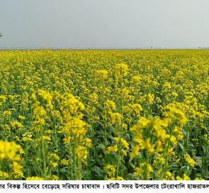 নড়াইলে সয়াবিন তেলের বিকল্প হিসেবে বেড়েছে সরিষার চাষাবাদ