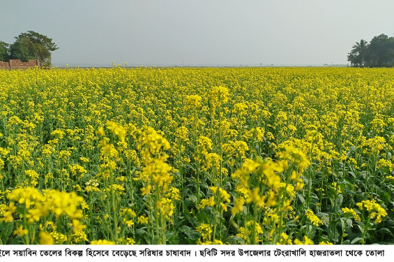 নড়াইলে সয়াবিন তেলের বিকল্প হিসেবে বেড়েছে সরিষার চাষাবাদ
