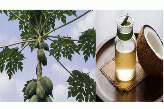 ডেঙ্গুর বিরুদ্ধে পেঁপে পাতার রস বা নারিকেল তেল কি কার্যকর?