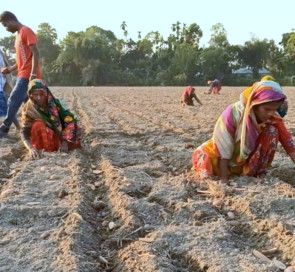 বাড়তি উৎপাদন ব্যয়ের ঝুঁকি নিয়েই আগাম আলু চাষে ব্যস্ত চাষীরা