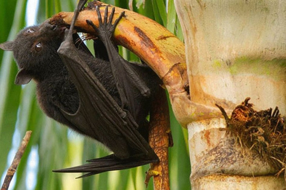 নওগাঁয় নিপাহ ভাইরাসে নারীর মৃত্যু