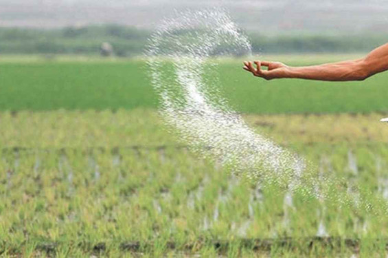 বাংলাদেশে সার সংকটের আশঙ্কা কতটা?