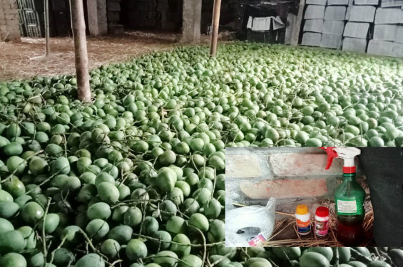 শার্শার বেলতলা বাজারে অপরিপক্ব হিমসাগরের ছড়াছড়ি: কেমিক্যাল ছিটিয়ে পাকানো হচ্ছে আম