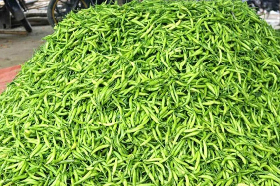ট্রিপল সেঞ্চুরি পার করেছে কাঁচামরিচ