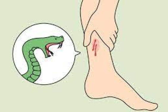 শ্যামনগরে সাপের কামড়ে এক বৃদ্ধের মৃত্যু