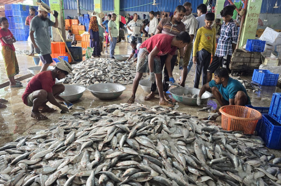 নদীর মোহনায় কমেছে ইলিশ