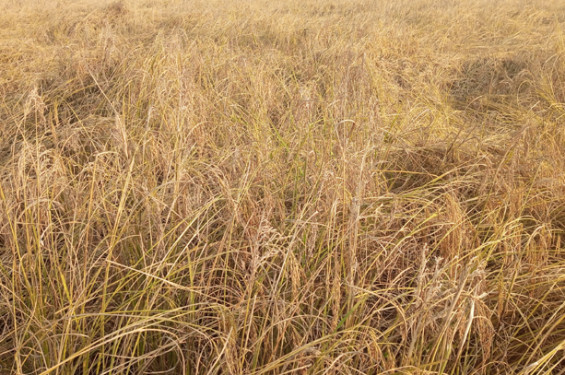 রাণীনগরে আতপ ধানে ব্লাস্টের আক্রমণ