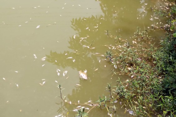 রাণীনগরে যুবদল নেতার পুকুরে বিষ দিয়ে ১৫লাখ টাকার মাছ নিধনের অভিযোগ
