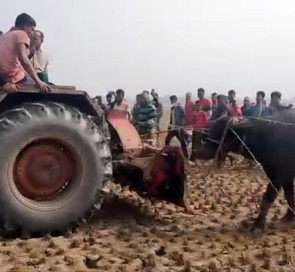 সাতক্ষীরার শ্যামনগরে হিংস্র মহিষের আক্রমণে আহত ৬