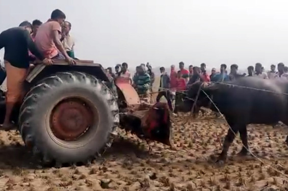 সাতক্ষীরার শ্যামনগরে হিংস্র মহিষের আক্রমণে আহত ৬